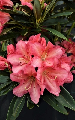 Image Rhododendron 'Whirlaway'