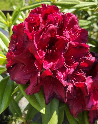 Image Rhododendron 'Jim's Black Heart'