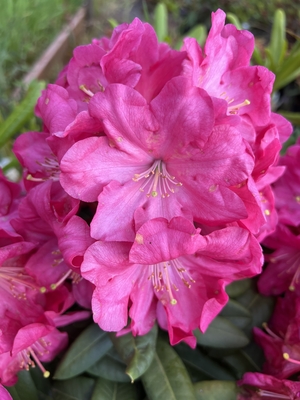 Rhododendron 'Blinklicht'  Rhododendron 'Blinklicht' - Van den