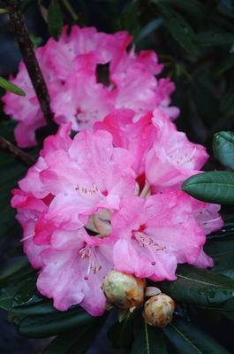Image Rhododendron 'Noyo Dream'