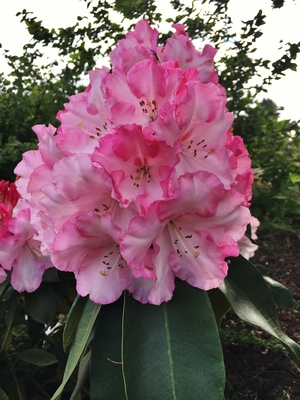 Image Rhododendron 'Point Defiance'