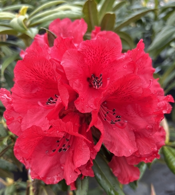 Image Rhododendron 'Peter Faulk'