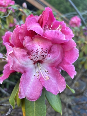 Image Rhododendron 'Razzle Dazzle'