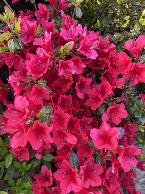 Image Azalea 'Ward's Ruby'