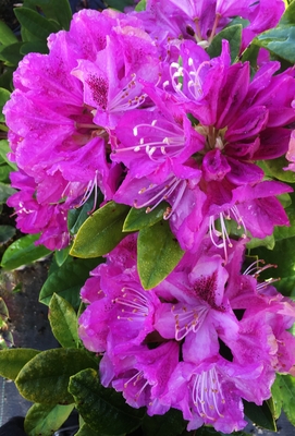 Image Rhododendron 'Whitney's Purple'