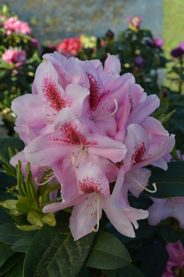 Image Rhododendron 'Furnival's Daughter'