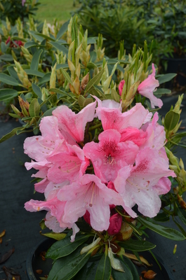 Image Rhododendron 'Horizon Garnet'