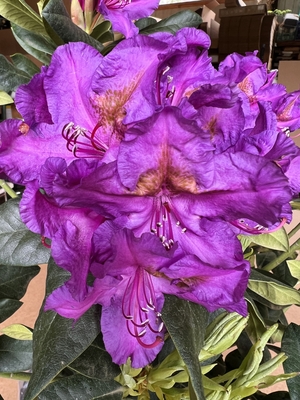 Image Rhododendron 'Lee's Dark Purple'