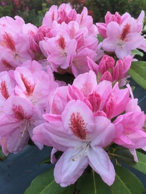 Image Rhododendron 'Mrs. Furnivall'