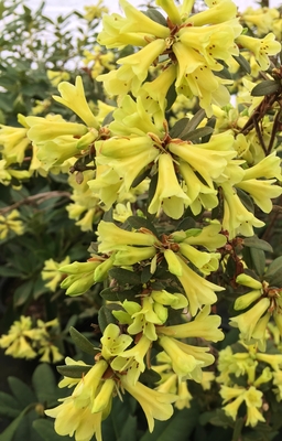 Image Rhododendron 'Yellow Hammer'