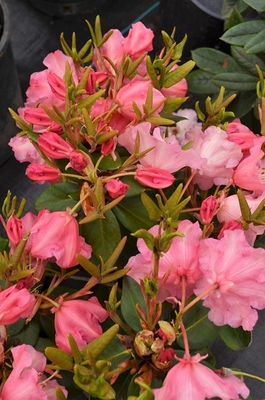 Image Rhododendron 'Brickdust'