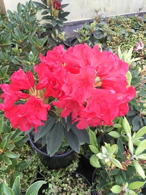 Image Rhododendron 'Fusilier'
