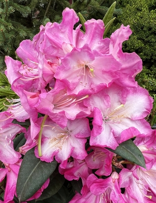 Image Rhododendron 'Persuasion'