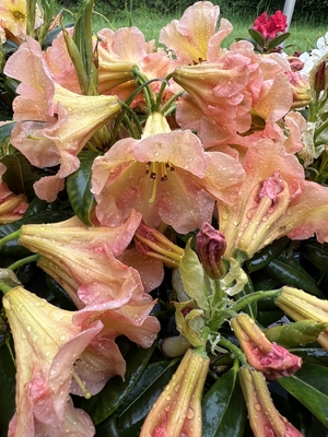 Image Rhododendron 'King of Shrubs'