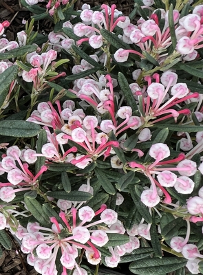 Image Andromeda polifolia
