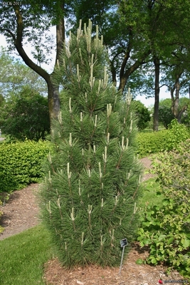 Image Pinus nigra 'Arnold's Sentinal'