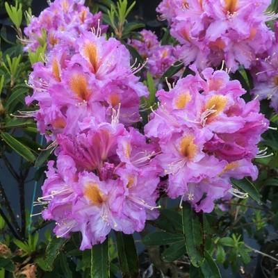 Image Rhododendron 'Valley Sunrise'