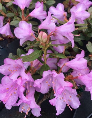 Image Rhododendron 'Rose Elf'