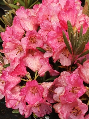 Image Rhododendron 'Wine and Roses'