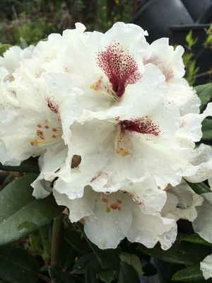 Image Rhododendron 'Sappho' x 'Tweedy Bird'