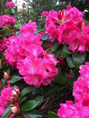 Image Rhododendron 'Hallelujah'