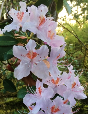 Image Rhododendron yunnanense