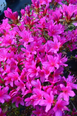 Image Rhododendron obtusum 'Amoenum'