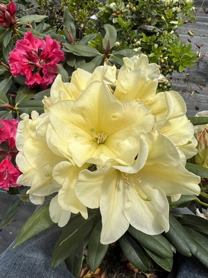 Image Rhododendron 'Karen Triplett'