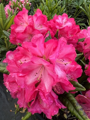 Image Rhododendron 'Lem's Fluorescent Pink'