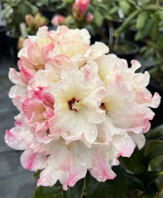 Image Rhododendron 'Opal Luster'