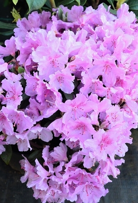 Image Rhododendron 'Wigeon'