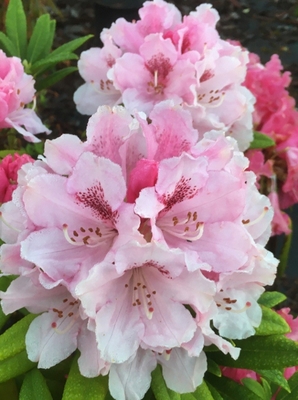 Image Rhododendron 'Noble Mountain'