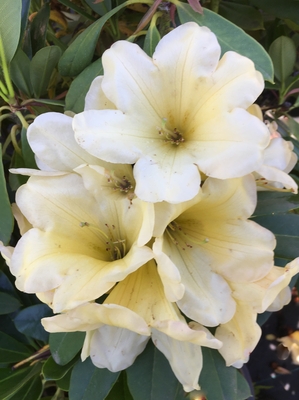 Image Rhododendron 'Catherine's Lemon Meringue'