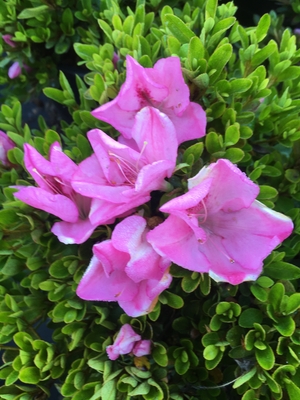 Image Azalea 'Kotobuki'