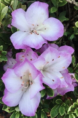 Image Azalea 'Gion Komachi'