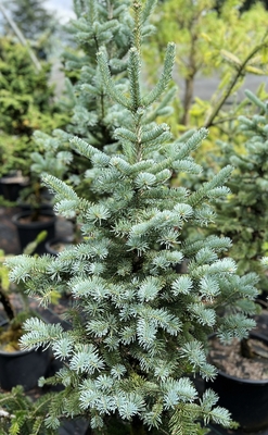 Image Abies lasiocarpa 'Day Creek'