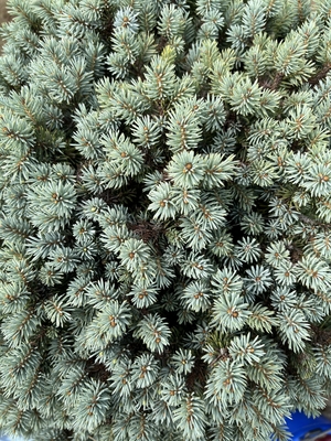 Image Picea pungens 'Blue Ball'