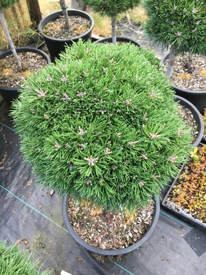 Image Pinus mugo 'Frodo'