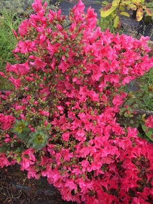 Image Azalea 'Lemur'