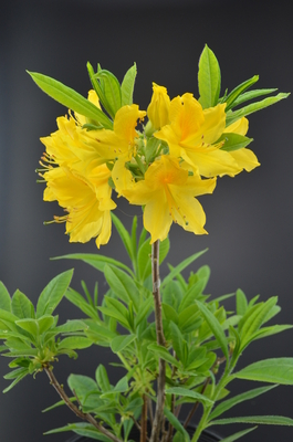 Image Rhododendron luteum