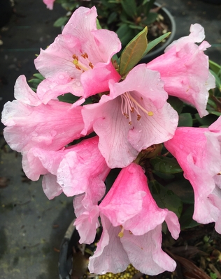 Image Rhododendron 'Something Lovely'