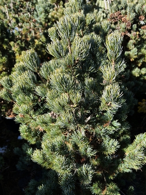 Image Pinus parviflora 'Ara kawa'