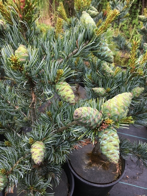 Image Pinus parviflora 'Koru'