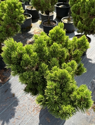 Image Pinus thunbergii 'Emery's Dwarf'