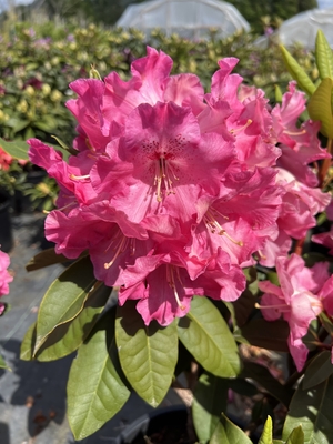 Image Rhododendron 'El Camino'