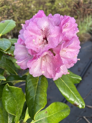 Image Rhododendron 'Fulbrook'