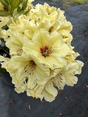Image Rhododendron 'Horizon Lakeside'