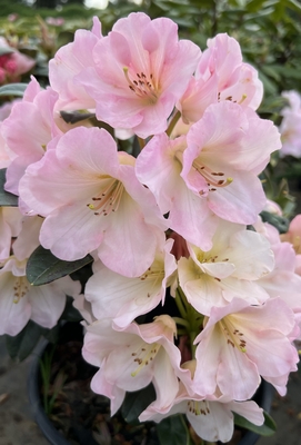 Image Rhododendron 'Nadia'