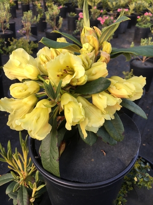 Image Rhododendron 'Nike'