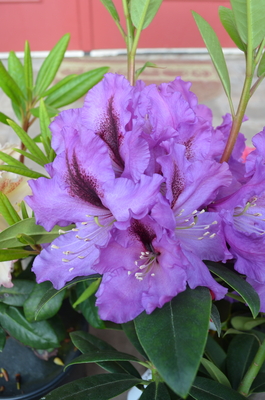 Image Rhododendron 'Plum Beautiful'